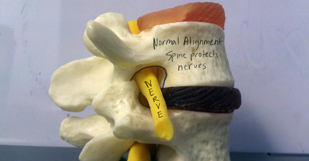 Spine Model